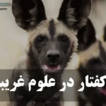 عکس کفتار با عکس نوشته کفتار در علوم غریبه