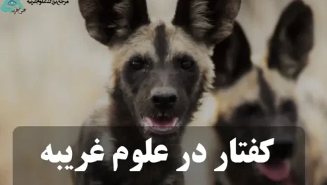 عکس کفتار با عکس نوشته کفتار در علوم غریبه